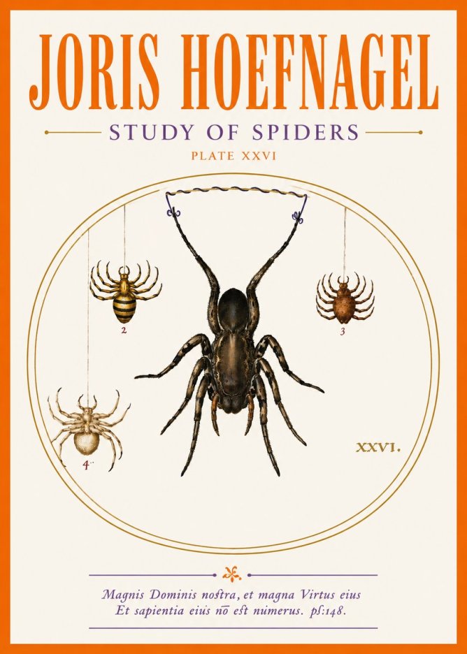 Joris Hoefnagel Study of Spiders No5 - Juliste