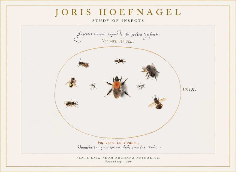 Joris Hoefnagel Insects Study II No6 - Juliste
