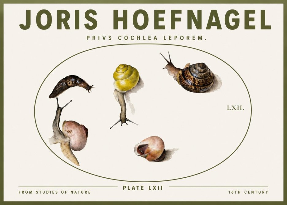 Joris Hoefnagel Privs Cochlea Leporem. No3 - Juliste