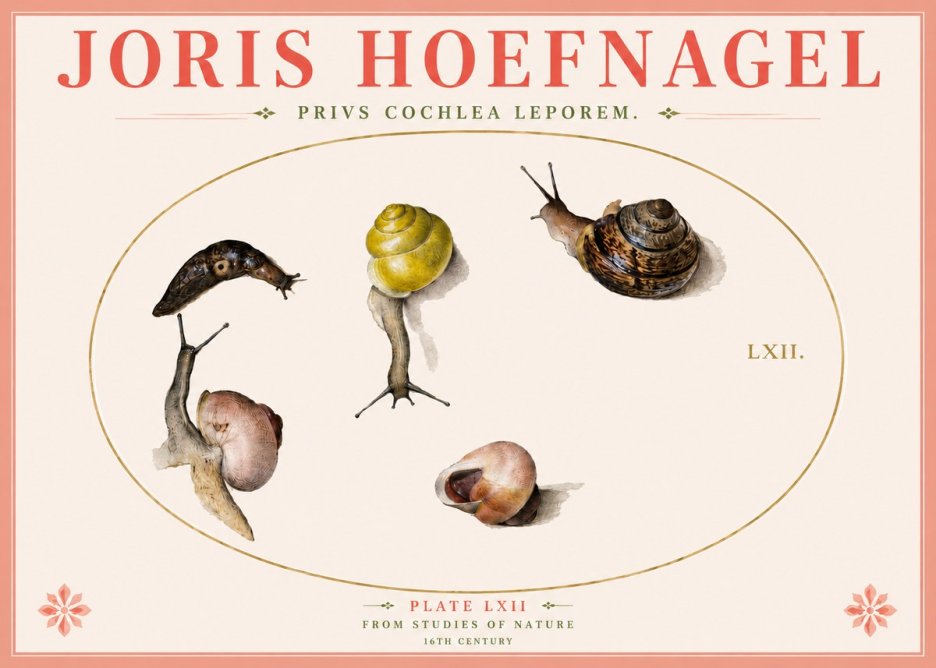Joris Hoefnagel Privs Cochlea Leporem. No4 - Juliste