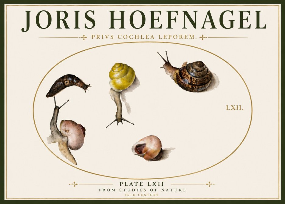Joris Hoefnagel Privs Cochlea Leporem. No6 - Juliste