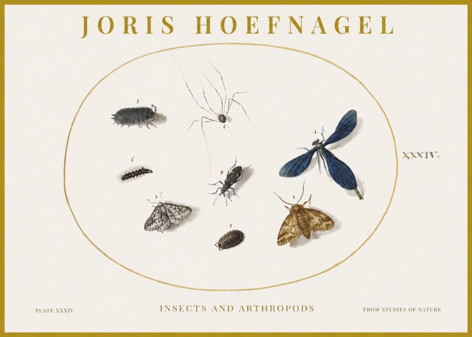 Joris Hoefnagel Insects and Arthropods No1 - Juliste