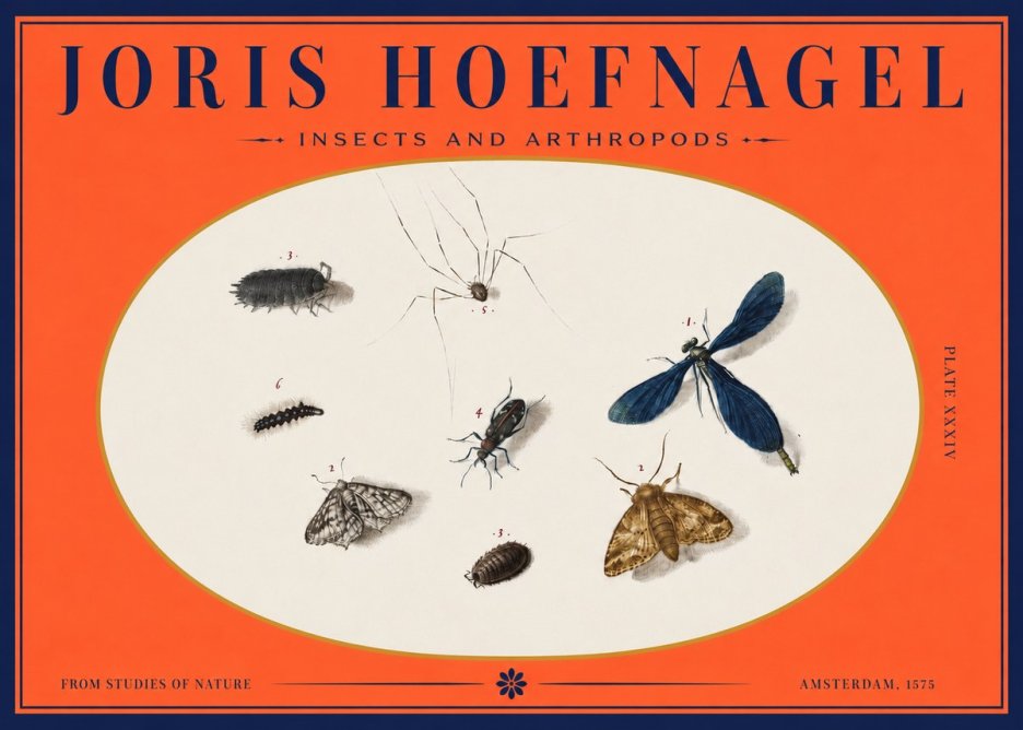 Joris Hoefnagel Insects and Arthropods No3 - Juliste
