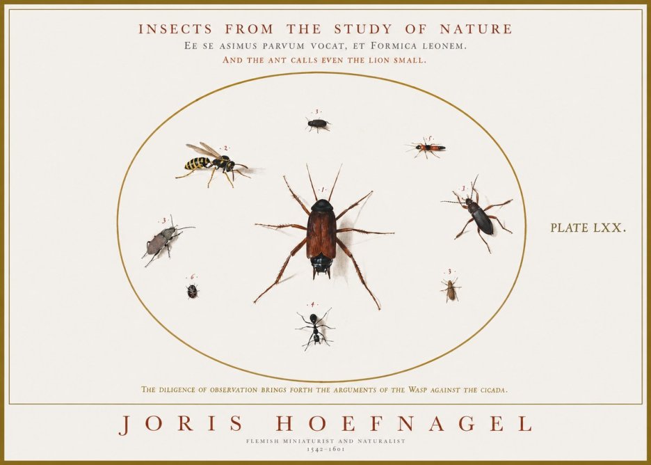 Joris Hoefnagel Insects from the Study of Nature No1 - Juliste