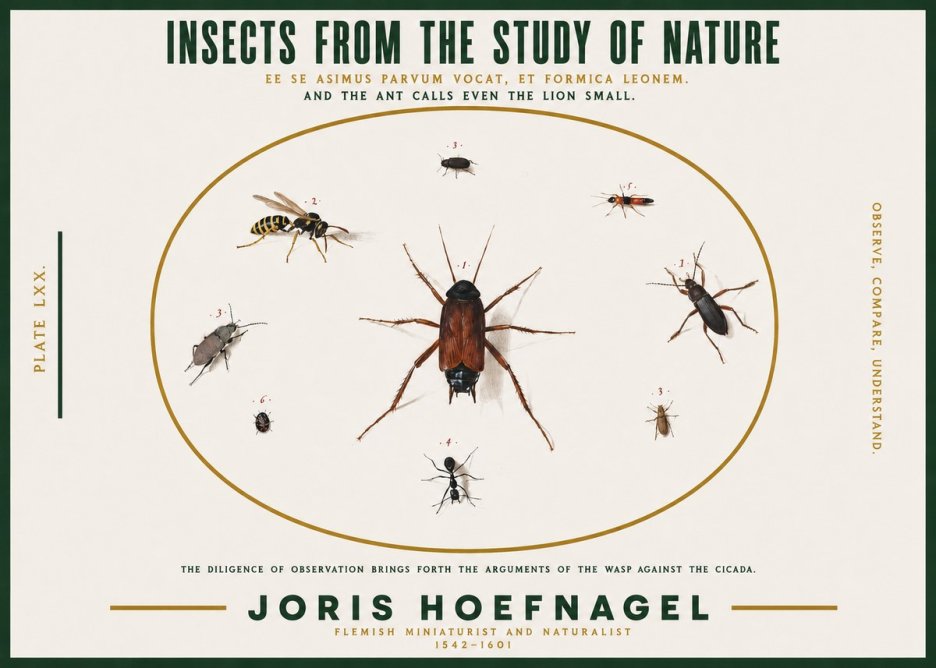 Joris Hoefnagel Insects from the Study of Nature No2 - Juliste