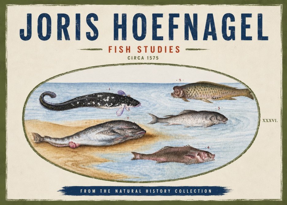Joris Hoefnagel Fish Studies No4 - Juliste