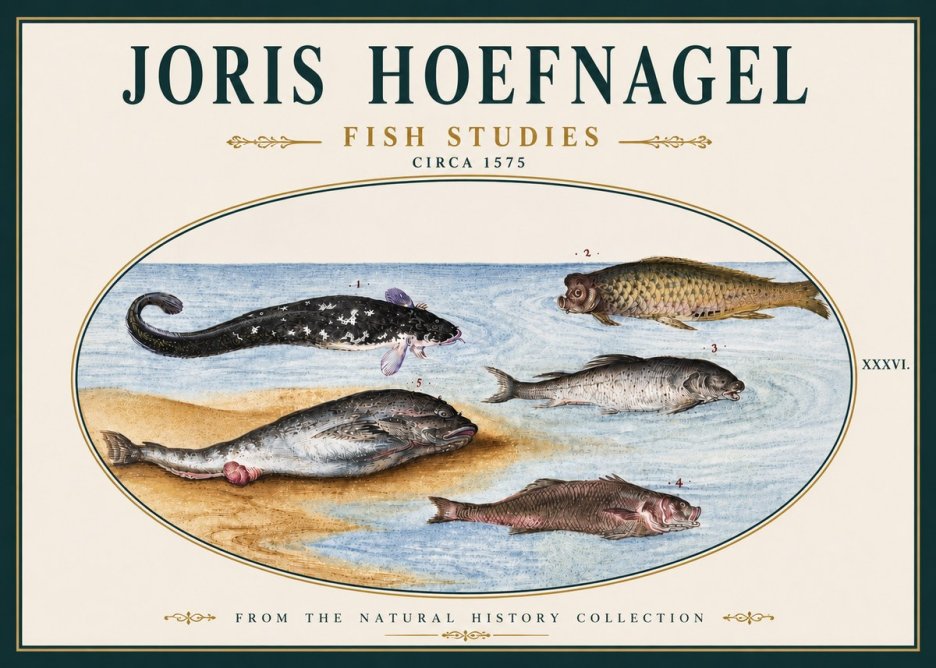 Joris Hoefnagel Fish Studies No5 - Juliste