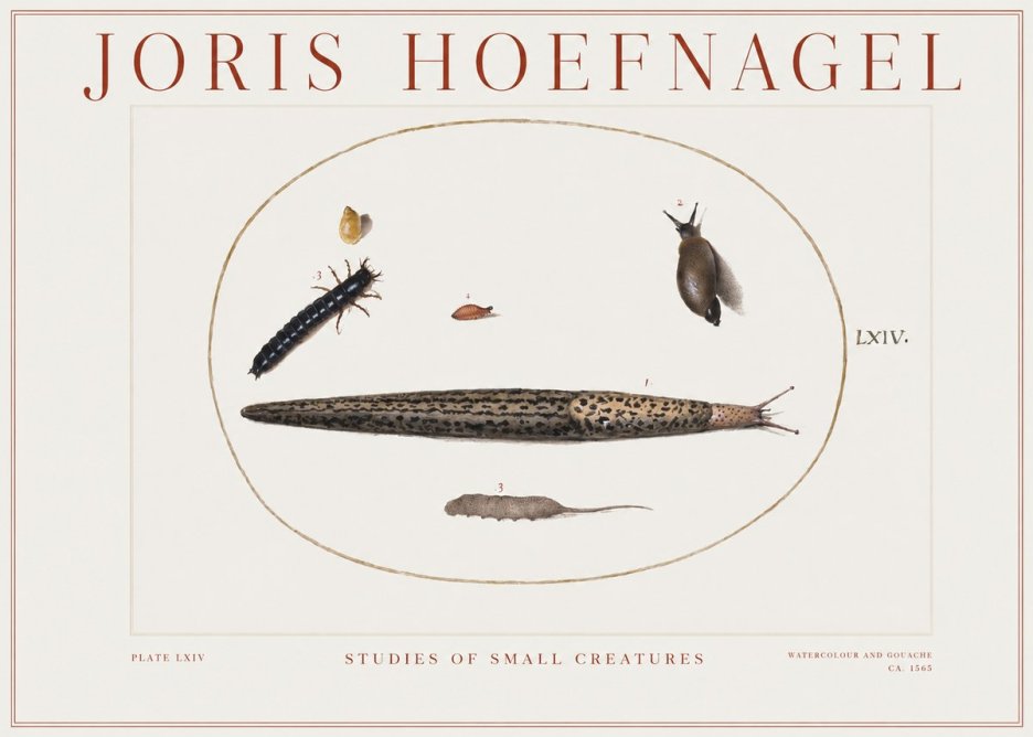Joris Hoefnagel Plate Lxiv No2 - Juliste