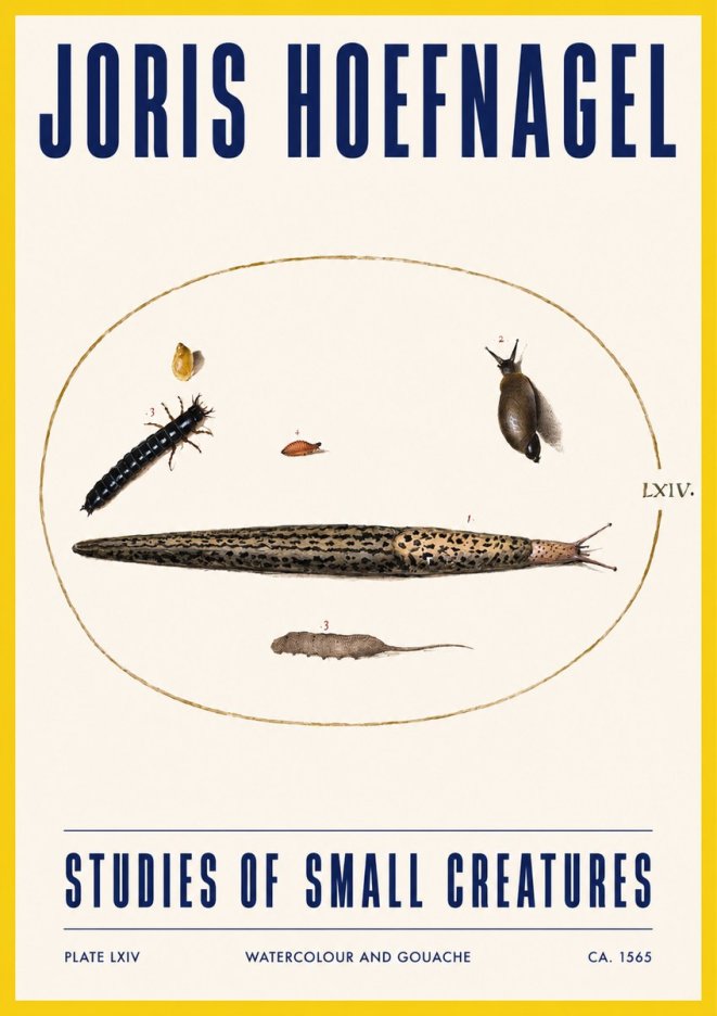 Joris Hoefnagel Plate Lxiv No3 - Juliste
