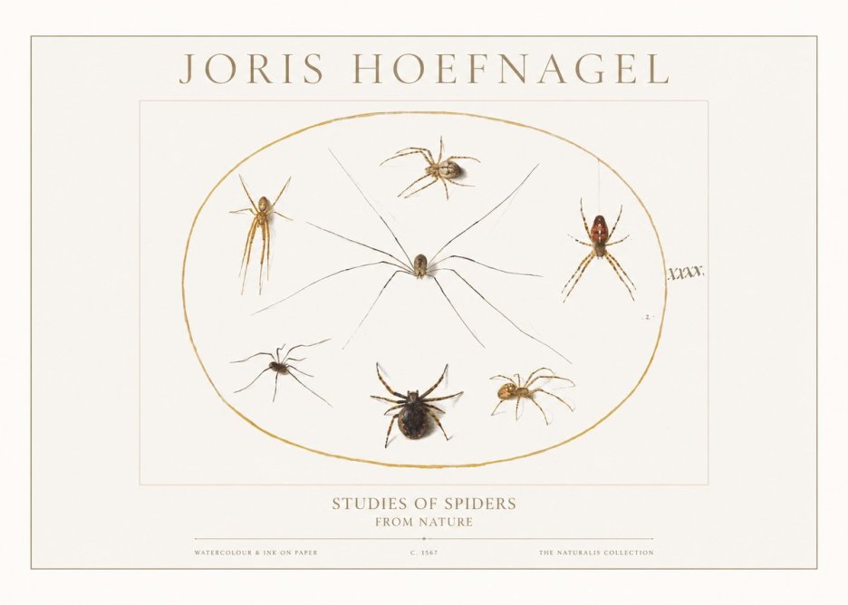 Joris Hoefnagel Studies of Spiders from Nature No1 - Juliste
