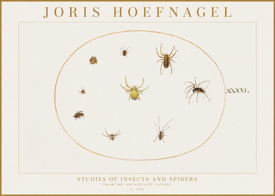Joris Hoefnagel Studies of Insects and Spiders No1 - Juliste