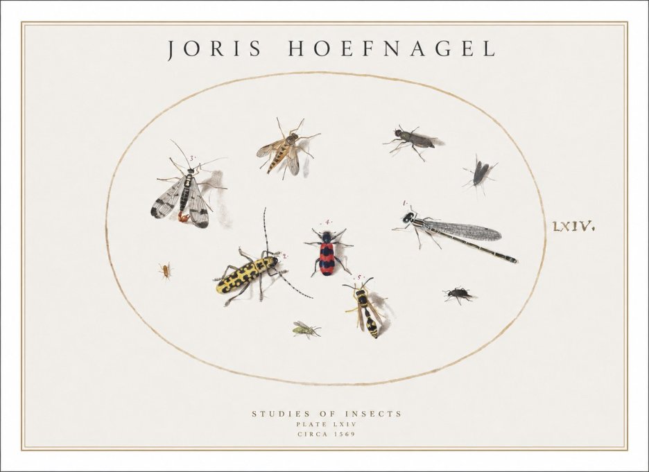 Joris Hoefnagel Studies of Insects - Plate Lxiv No1 - Juliste