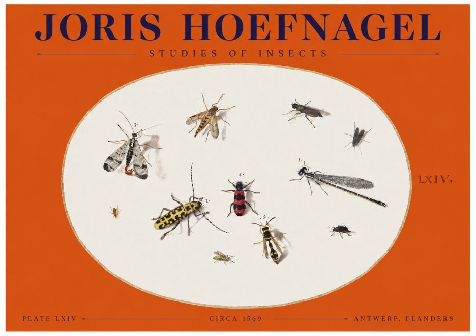 Joris Hoefnagel Studies of Insects - Plate Lxiv No2 - Juliste