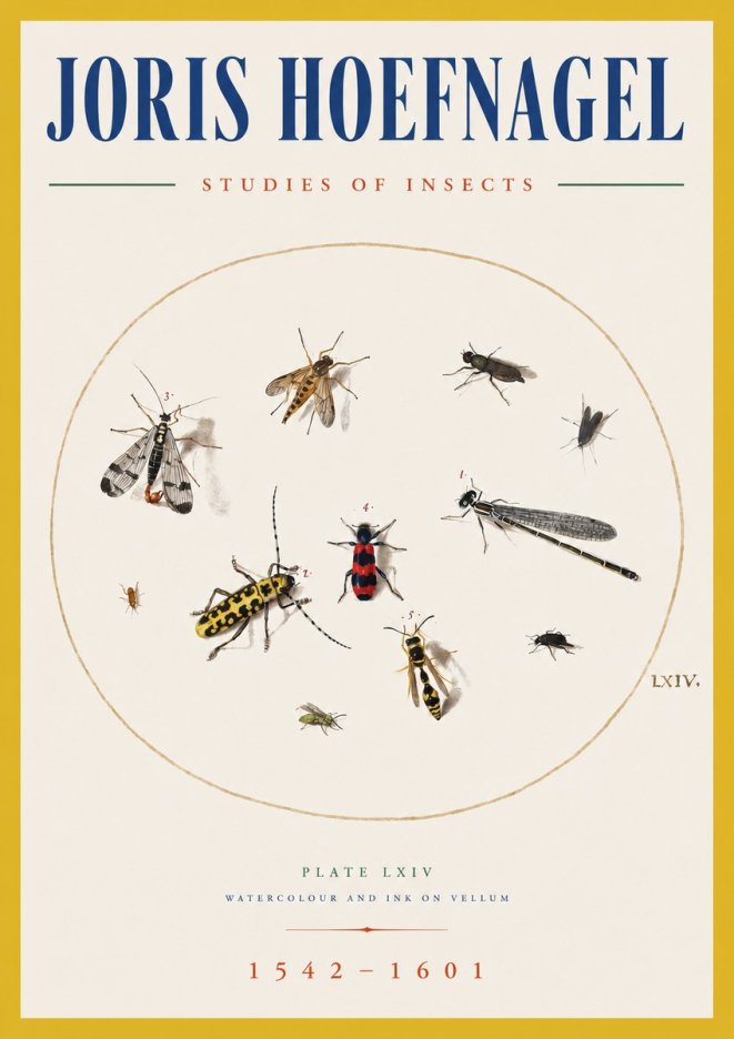 Joris Hoefnagel Studies of Insects - Plate Lxiv No5 - Juliste