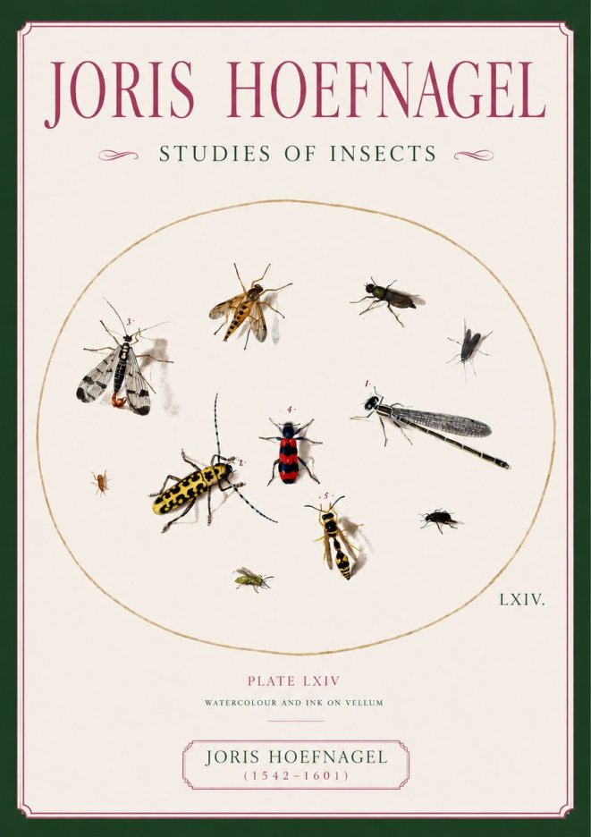 Joris Hoefnagel Studies of Insects - Plate Lxiv No6 - Juliste