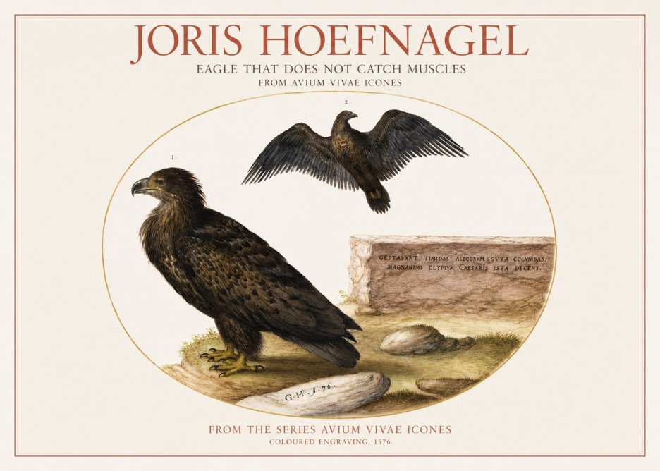 Joris Hoefnagel Eagle That Does Not Catch Muscles No1 - Juliste