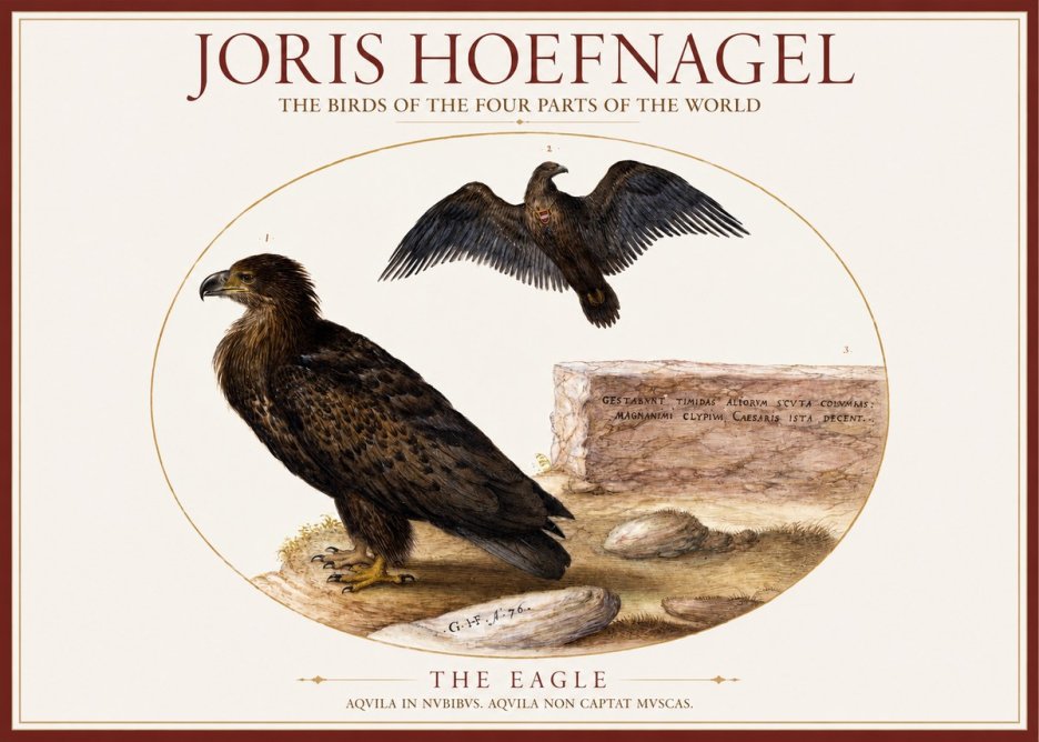 Joris Hoefnagel Eagle That Does Not Catch Muscles No6 - Juliste