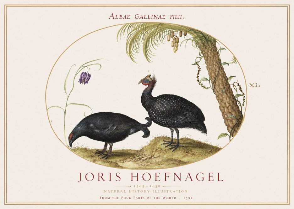 Joris Hoefnagel Albae Gallinae Filii. No1 - Juliste