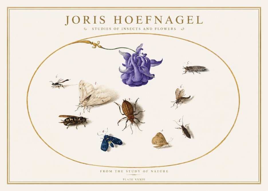 Joris Hoefnagel Studies of Insects and Flowers No5 - Juliste
