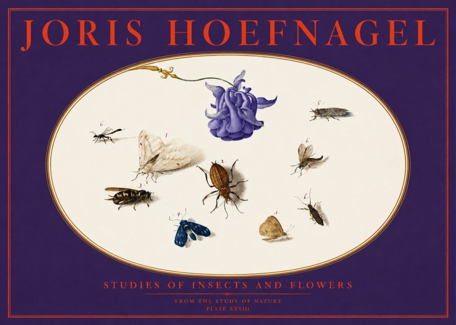 Joris Hoefnagel Studies of Insects and Flowers No6 - Juliste