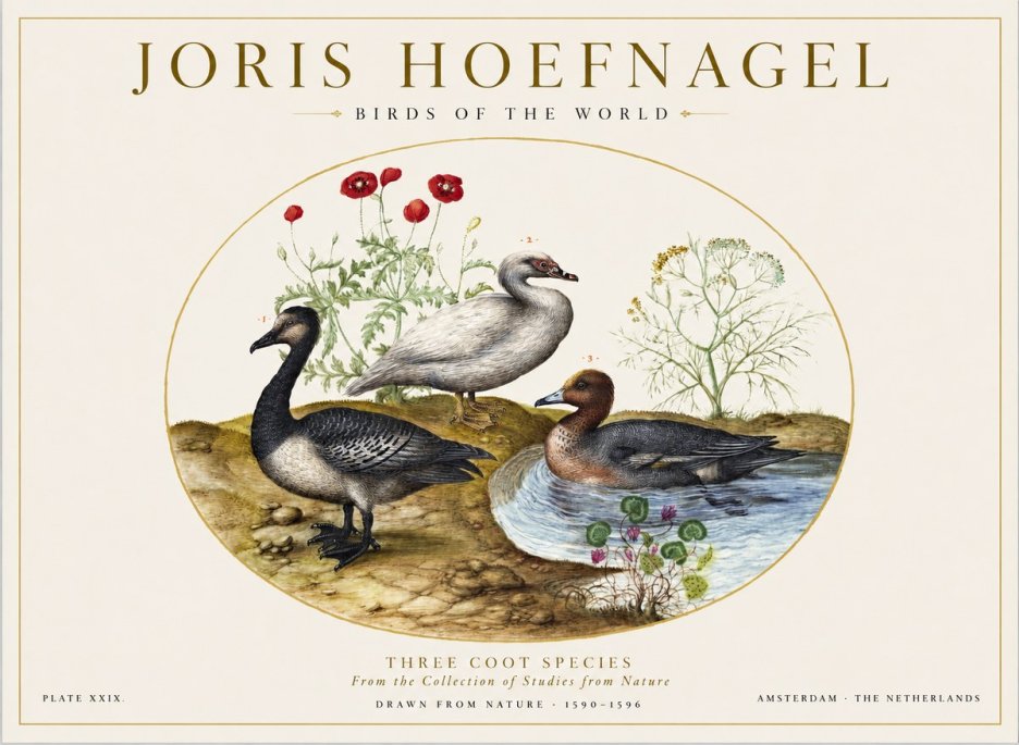 Joris Hoefnagel Three Coot Species No1 - Juliste