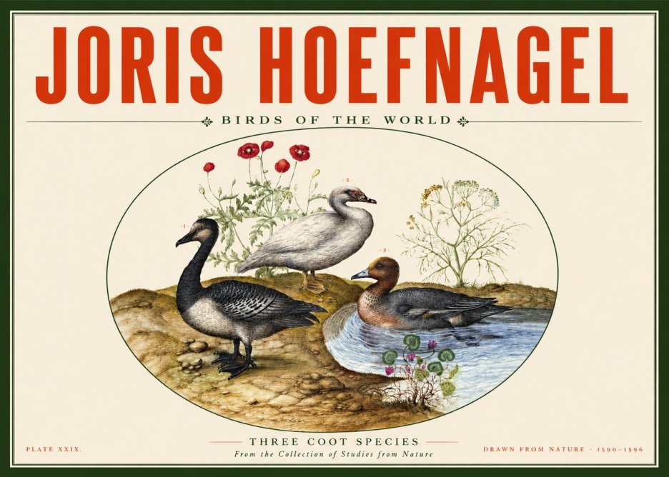 Joris Hoefnagel Three Coot Species No2 - Juliste