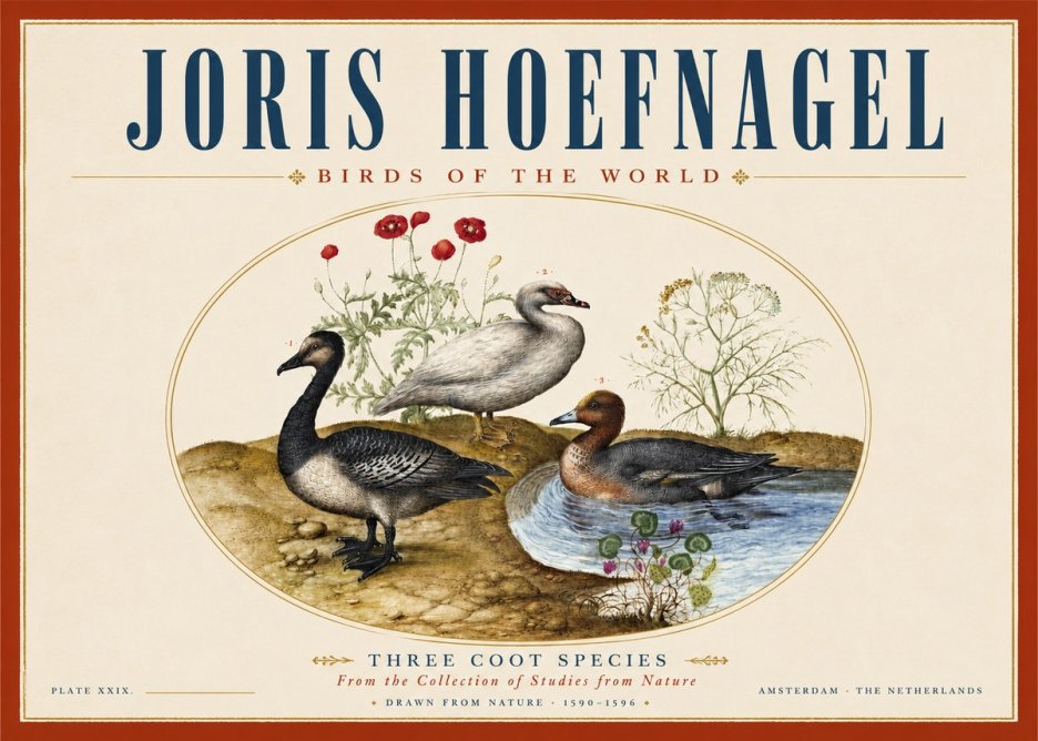 Joris Hoefnagel Three Coot Species No3 - Juliste