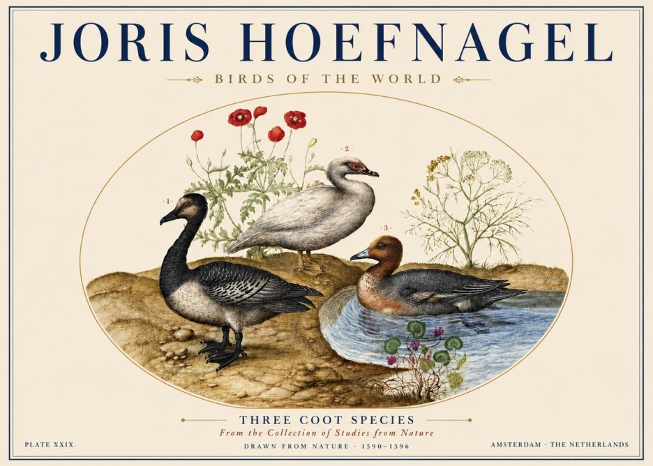 Joris Hoefnagel Three Coot Species No5 - Juliste