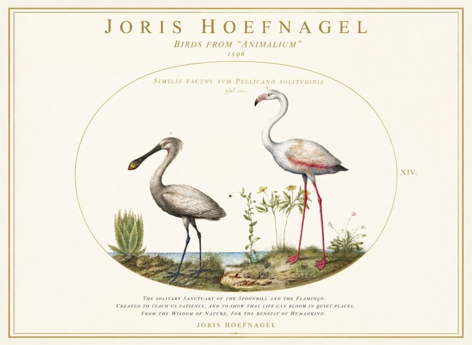 Joris Hoefnagel The Solitary Sanctuary of the Spoonbill and the Flamingo No1 - Juliste