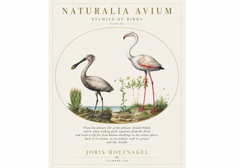 Joris Hoefnagel The Solitary Sanctuary of the Spoonbill and the Flamingo No2 - Juliste