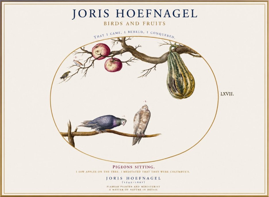 Joris Hoefnagel Pigeons Sitting. No1 - Juliste