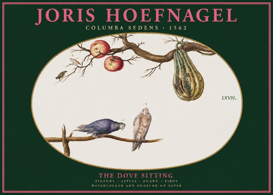 Joris Hoefnagel Pigeons Sitting. No3 - Juliste