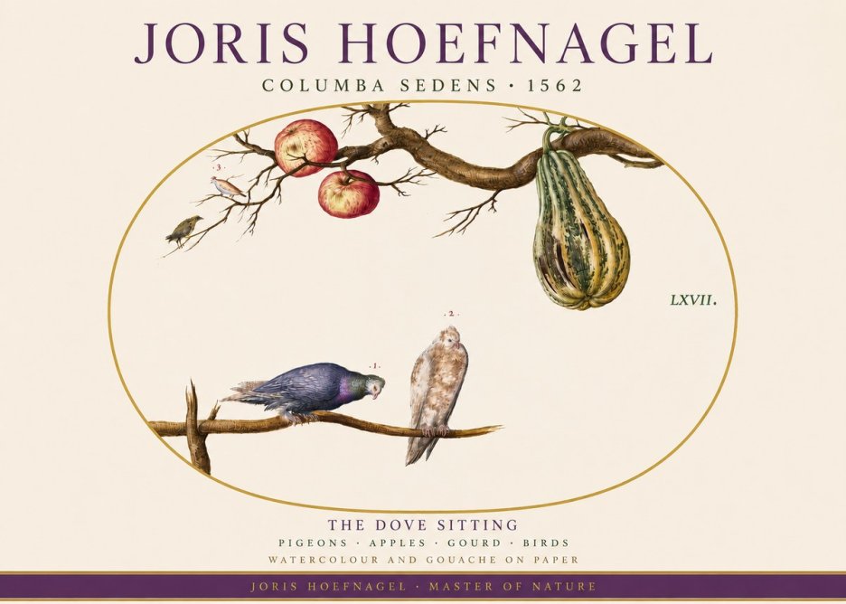 Joris Hoefnagel Pigeons Sitting. No4 - Juliste