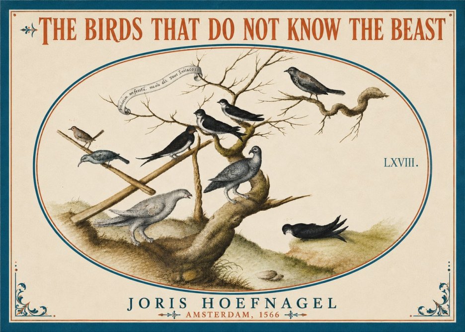 Joris Hoefnagel Birds Study No6 - Juliste