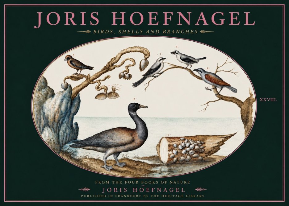Joris Hoefnagel Birds, Shells and Branches No4 - Juliste