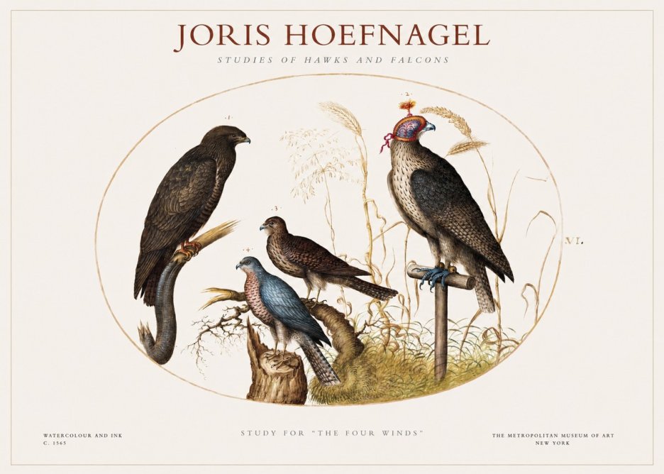 Joris Hoefnagel Studies of Hawks and Falcons No1 - Juliste