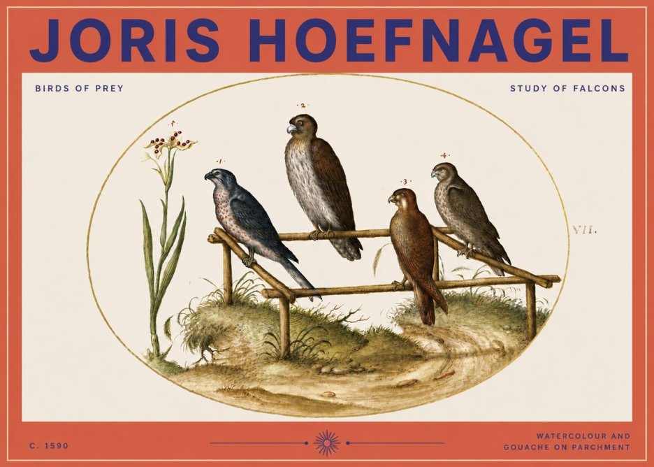 Joris Hoefnagel Study of Falcons No3 - Juliste