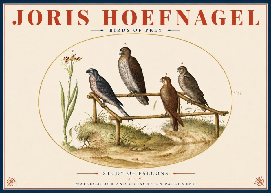Joris Hoefnagel Study of Falcons No4 - Juliste