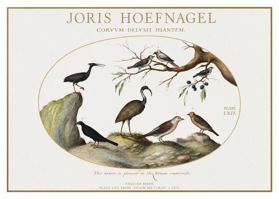 Joris Hoefnagel English Birds Plate Lxii No1 - Juliste
