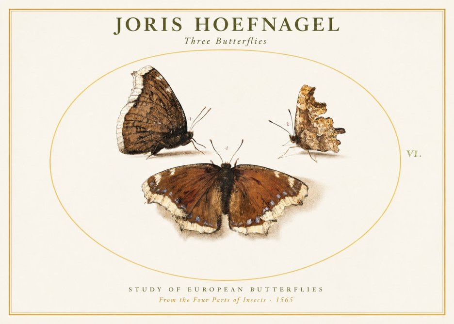 Joris Hoefnagel Three Butterflies I No1 - Juliste