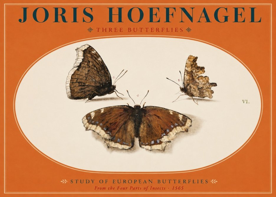 Joris Hoefnagel Three Butterflies I No2 - Juliste