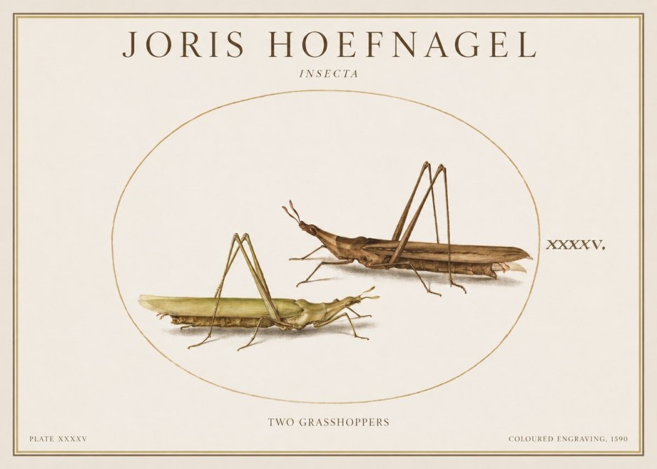 Joris Hoefnagel Two Grasshoppers No1 - Juliste