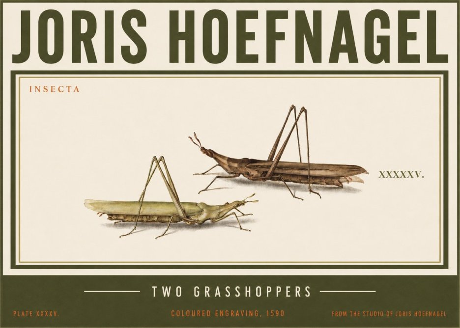 Joris Hoefnagel Two Grasshoppers No3 - Juliste