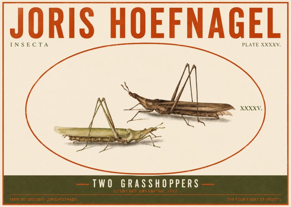 Joris Hoefnagel Two Grasshoppers No4 - Juliste