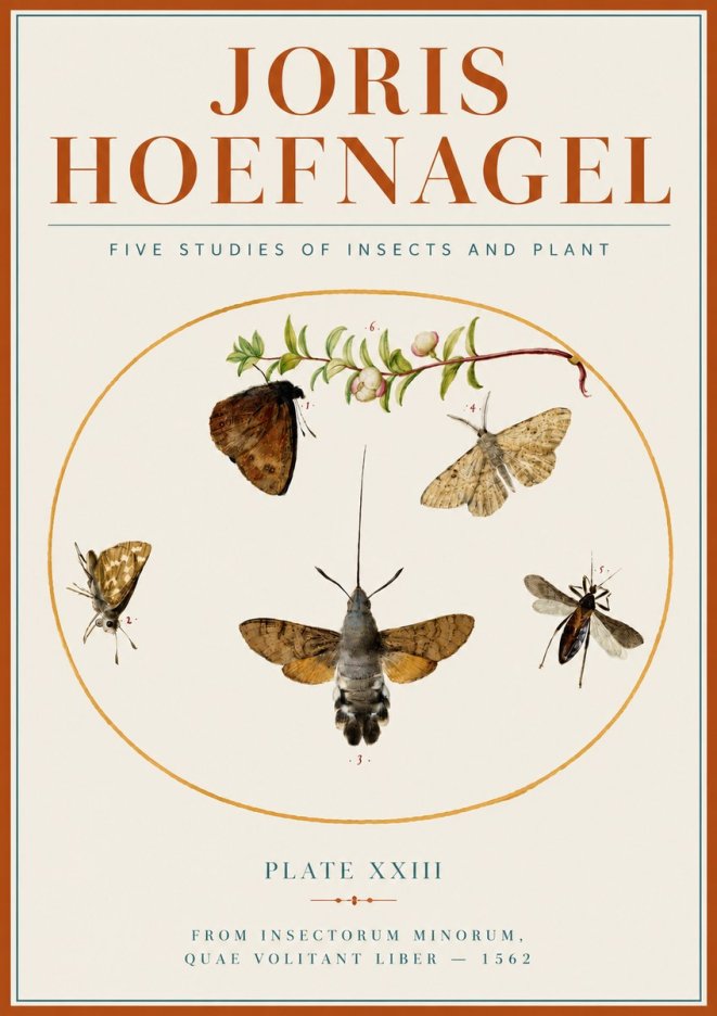 Joris Hoefnagel Five Studies of Insects and Plant No4 - Juliste
