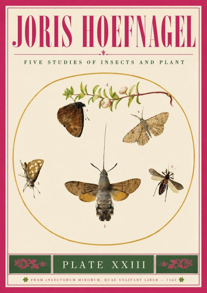 Joris Hoefnagel Five Studies of Insects and Plant No5 - Juliste