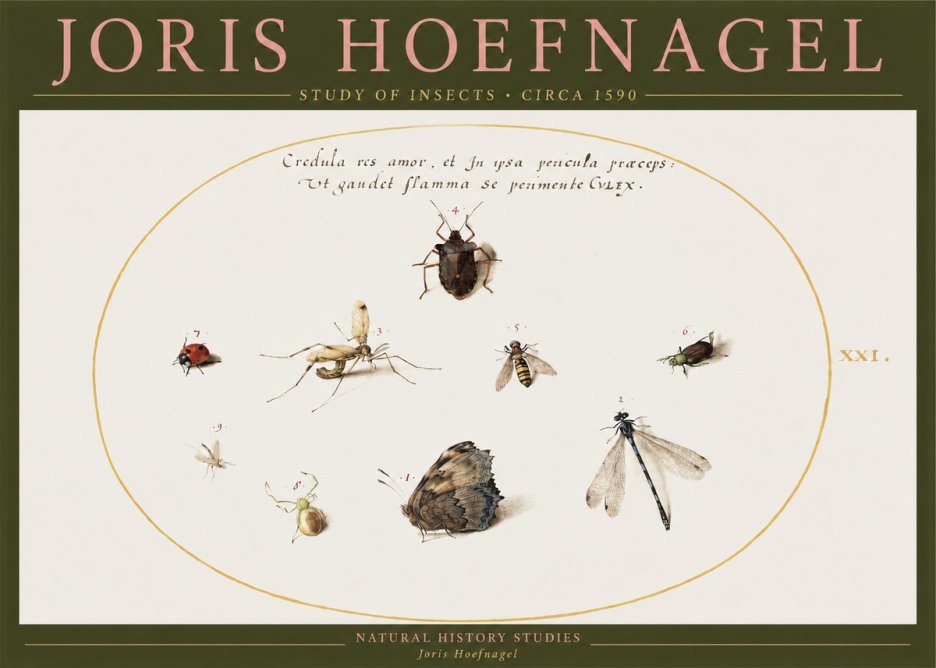 Joris Hoefnagel Study of Insects • Circa 1590 No2 - Juliste