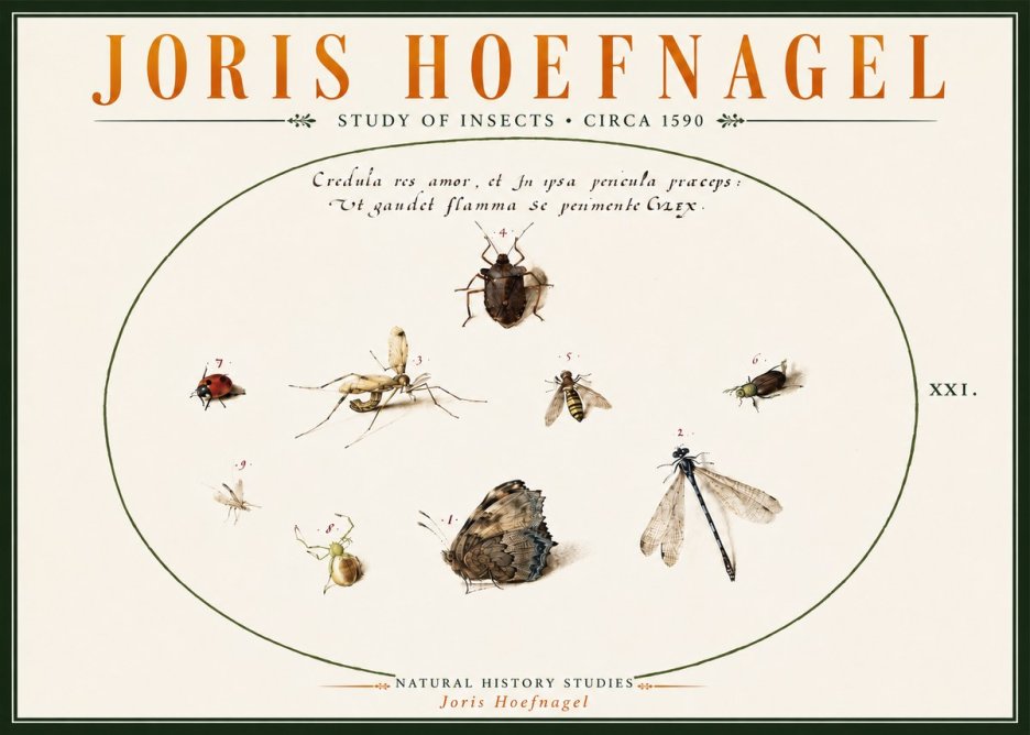 Joris Hoefnagel Study of Insects • Circa 1590 No6 - Juliste