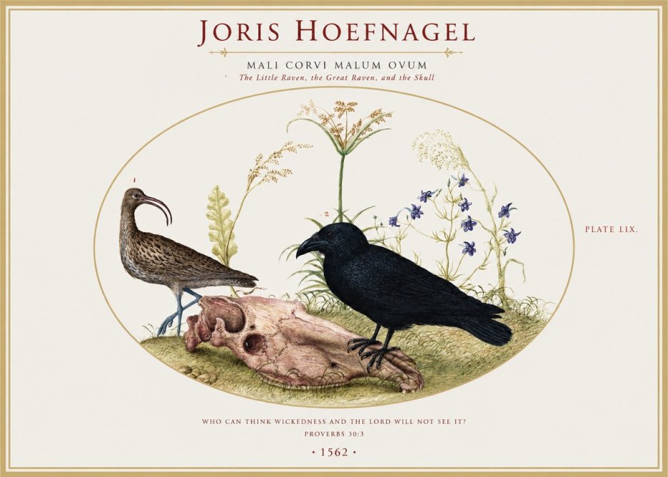 Joris Hoefnagel The Little Raven, the Great Raven, and the Skull No1 - Juliste