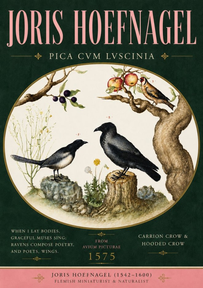 Joris Hoefnagel Carrion Crow & Hooded Crow No5 - Juliste